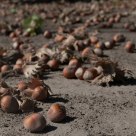 Hazelnut Harvest